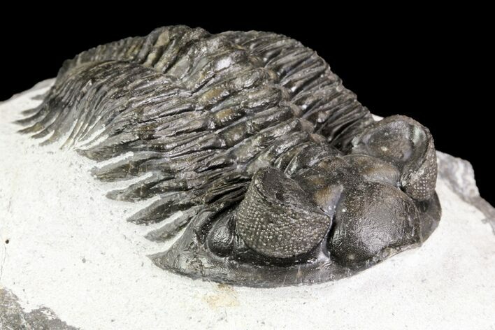 Coltraneia Trilobite Fossil - Huge Faceted Eyes #75458